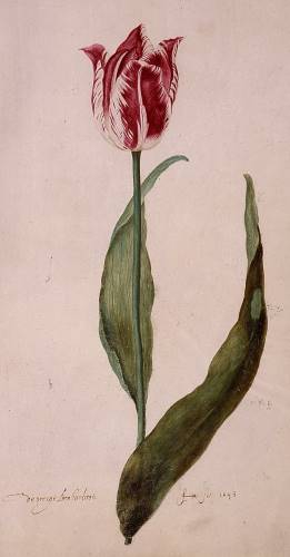 Judith Leyster's Tulip from Frans Hals Museum