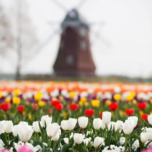Field of tulips with a windmill